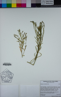 Euthamia occidentalis image