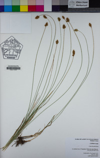 Carex hoodii image