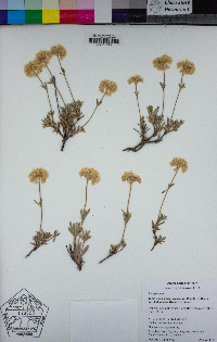 Eriogonum sphaerocephalum image