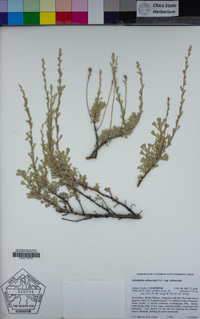 Artemisia arbuscula subsp. arbuscula image
