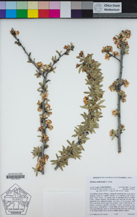 Prunus andersonii image