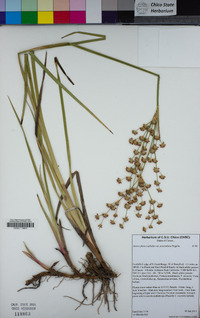 Juncus phaeocephalus image