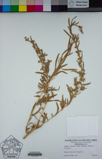 Atriplex canescens var. canescens image