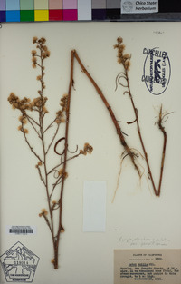 Symphyotrichum subulatum var. parviflorum image