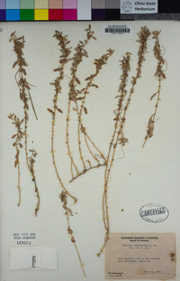 Atriplex semibaccata image