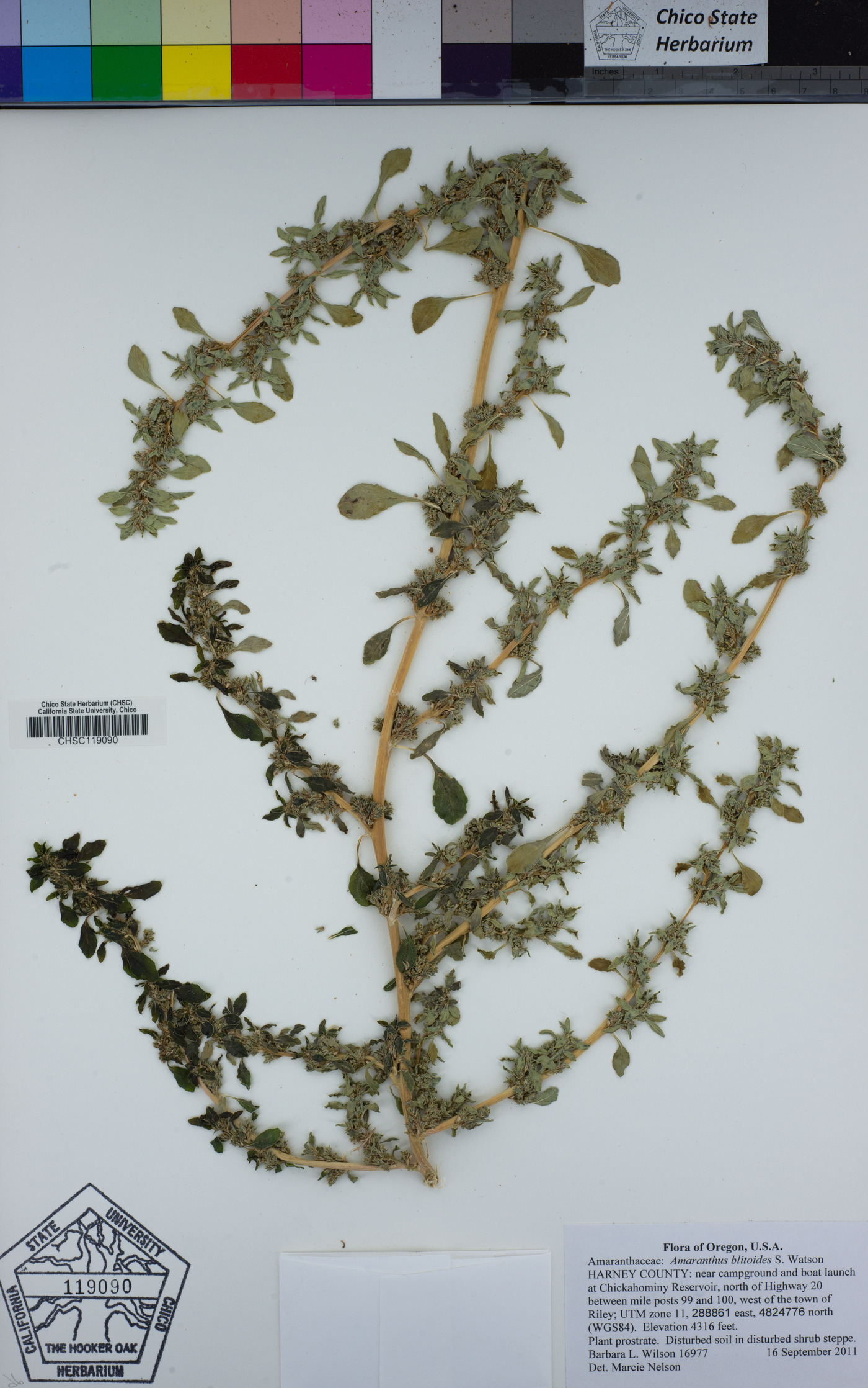 Amaranthus blitoides image