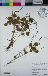 Cyperus erythrorhizos image