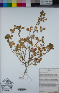 Medicago polymorpha image