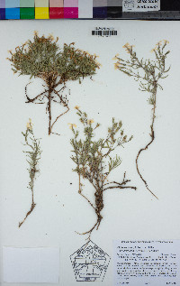 Phlox stansburyi subsp. stansburyi image