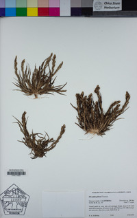 Orcuttia pilosa image