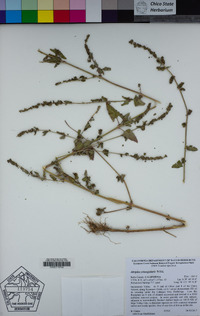 Atriplex prostrata image