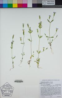 Gentianella amarella image