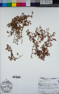 Chorizanthe parryi image