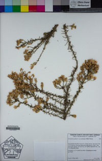 Ericameria palmeri var. pachylepis image