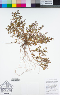 Geranium rotundifolium image