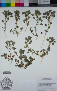 Amaranthus albus image