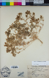 Loeseliastrum matthewsii image