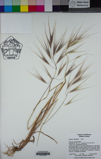 Bromus diandrus image