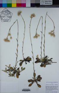 Antennaria racemosa image