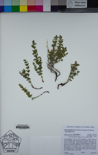 Galium glabrescens image