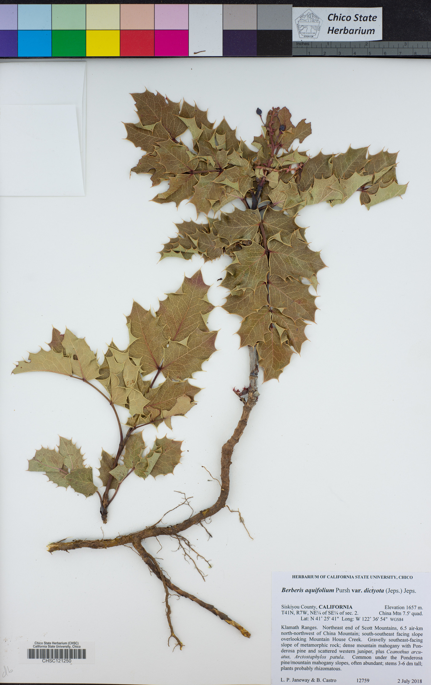 Berberis aquifolium image