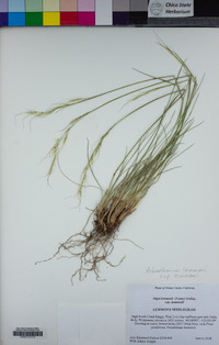 Eriocoma lemmonii subsp. lemmonii image