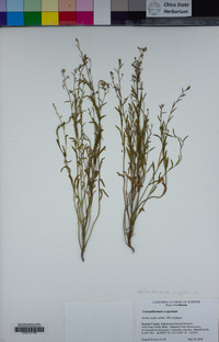 Crocanthemum scoparium image