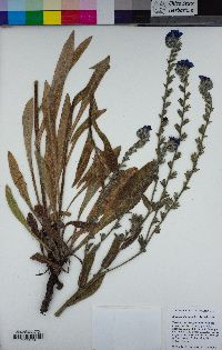 Anchusa officinalis image