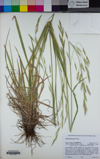 Bromus laevipes image