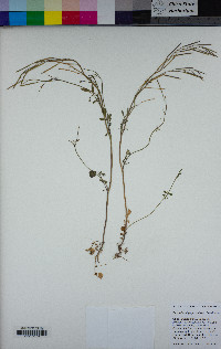 Cardamine oligosperma image