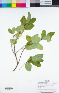 Lonicera utahensis image