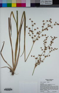 Juncus oxymeris image