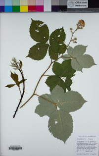 Rubus armeniacus image