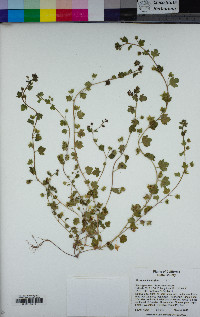 Veronica hederifolia image