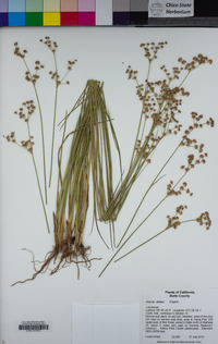 Juncus dubius image