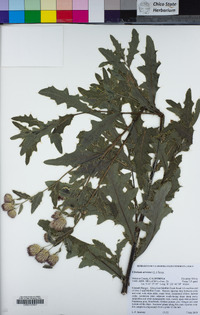 Cirsium arvense image