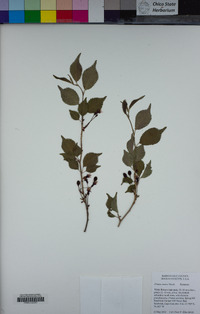 Image of Prunus incisa