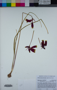 Dichelostemma ida-maia image