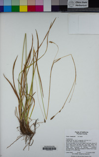 Carex lemmonii image