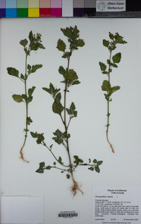 Chenopodium murale image