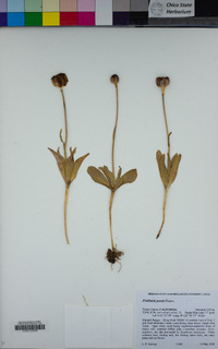 Fritillaria purdyi image