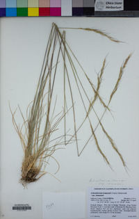 Eriocoma lemmonii subsp. lemmonii image