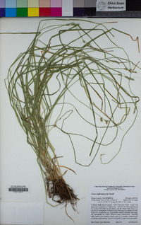 Carex infirminervia image