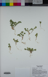 Scleranthus annuus image