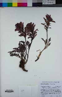 Pedicularis densiflora image