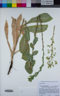 Lactuca virosa image