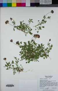 Trifolium wormskioldii image