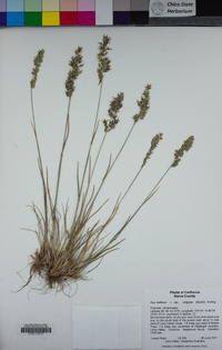 Poa bulbosa image