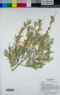 Salix exigua var. hindsiana image