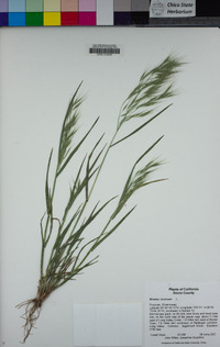 Bromus tectorum image